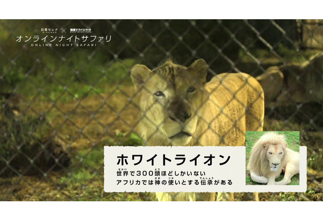 夜の動物園をevで行く オンラインで体験 日産 那須サファリパーク レスポンス Response Jp 夜の動物園をevで行く オンラインで体験 日産 那須サファリパーク レスポンス Response Jp
