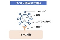 ウイルス感染の仕組み