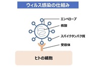 ウイルス感染の仕組み