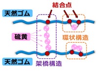 硫黄と天然ゴムの結合イメージ