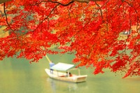 紅葉（嵐山）