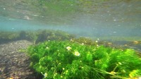 工場排水口の下流で花を咲かせた静岡県レッドリスト絶滅危惧Ⅱ類のミシマバイカモ