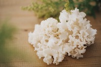 白い花びらのような見た目で高品質の「ホホホタケ」