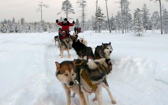 犬ゾリは二人一組で乗車し、一人が操縦者としてソリの後ろに乗る