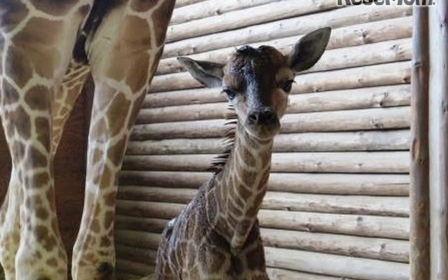 キリンの赤ちゃん　(c) 埼玉県こども動物自然公園