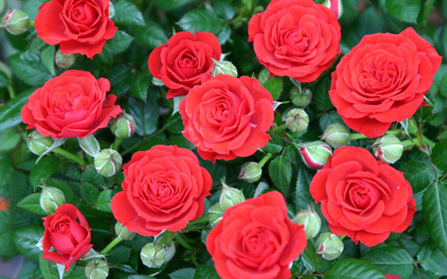 アムラックス春の花まつり…花小鉢プレゼントなど、3月13日から