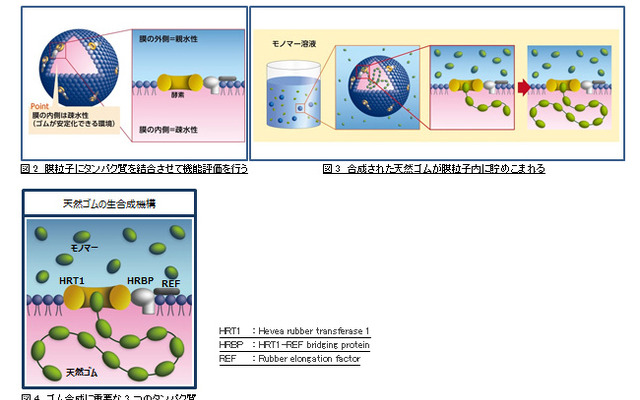 住友ゴムと東北大学、天然ゴム生合成機構に関する共同研究成果