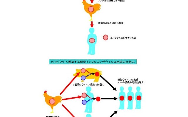 鳥インフルエンザの感染経路（食品安全委員会）