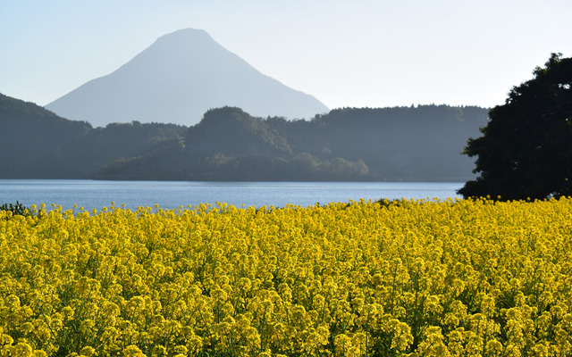 池田湖畔の菜の花畑。