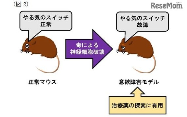 意欲障害のモデル動物を用いた治療薬の探索イメージ
