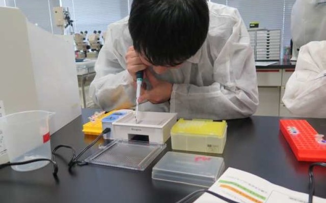 遺伝子型判定のための電気泳動実験のようす