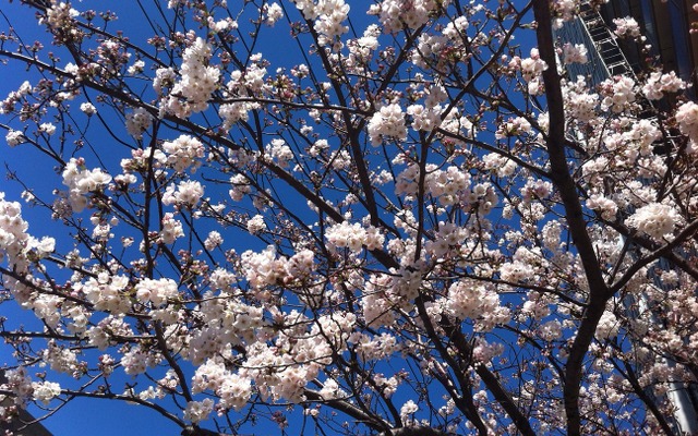 桜（イメージ）