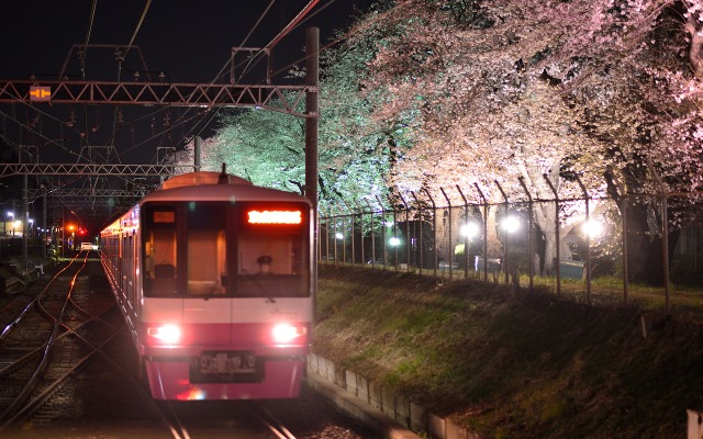 元山～くぬぎ山間にある桜並木のライトアップの様子。今年は3月30日から4月5日まで行われる予定。
