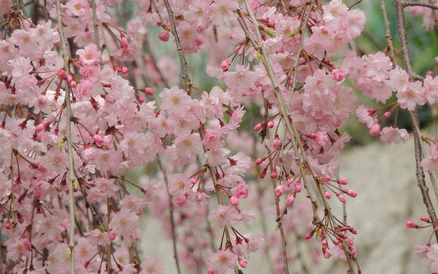 しだれ桜（イメージ）