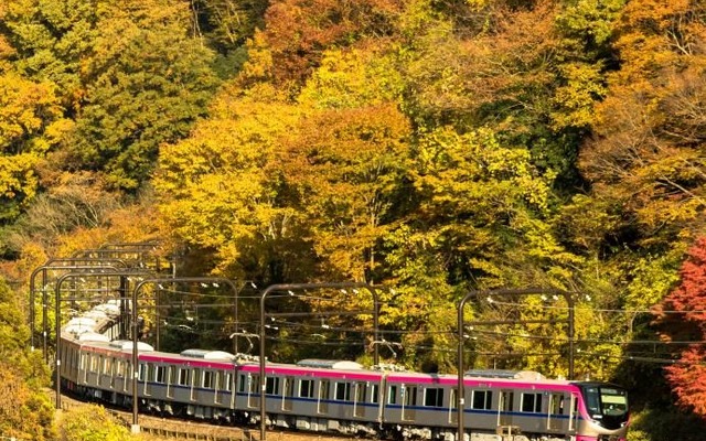 紅葉シーズンの高尾線を行く5000系。