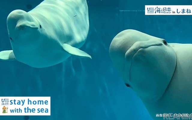 「水族館オンライン配信」を開催