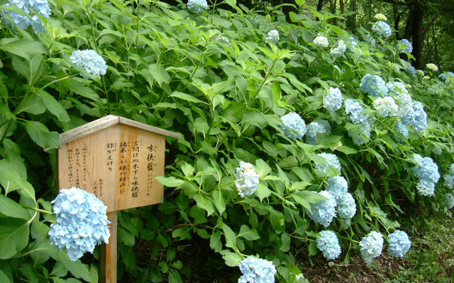 梅雨の風物詩「あじさいまつり」　6月21日から