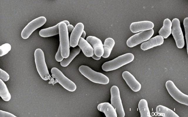 【新聞ウォッチ】出光と三菱商事、非食料系燃料を量産化…ホンダなどから技術