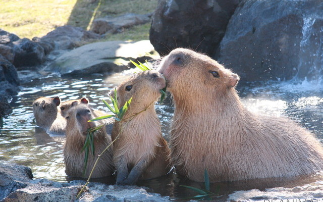伊豆シャボテン動物公園、「元祖カピバラの露天風呂」のPVを公開