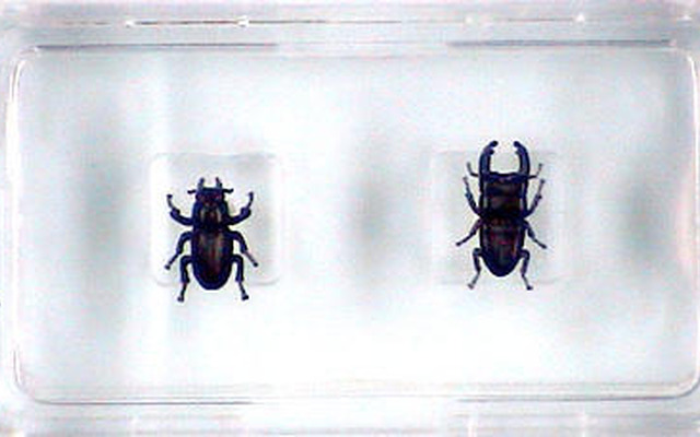 体長2.65mmでもオオクワガタ　オスとメス、山梨県で