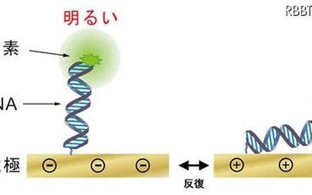 DNAの動作の可視化 DNAの動作の可視化