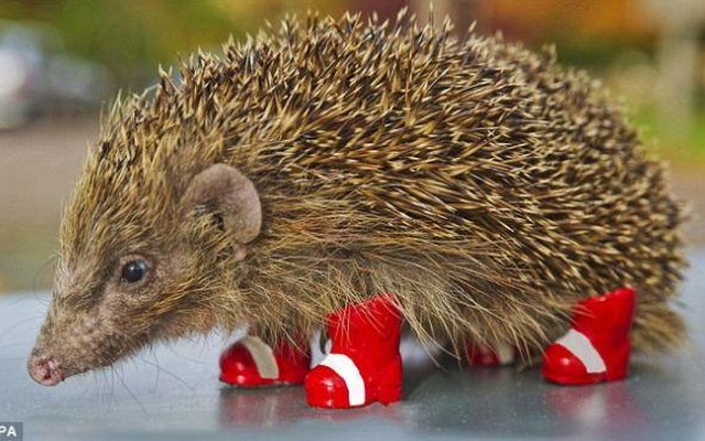 「ハリネズミを交通戦争から守ろう」 ― ソニックがハリネズミの保護に助力？ 「ハリネズミを交通戦争から守ろう」 ― ソニックがハリネズミの保護に助力？