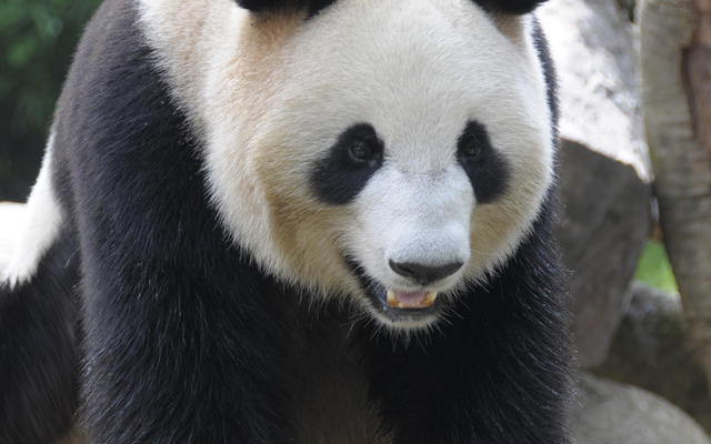 提供＝上野動物園
