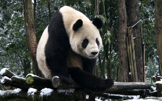 中国名：ビーリー、日本名：未定