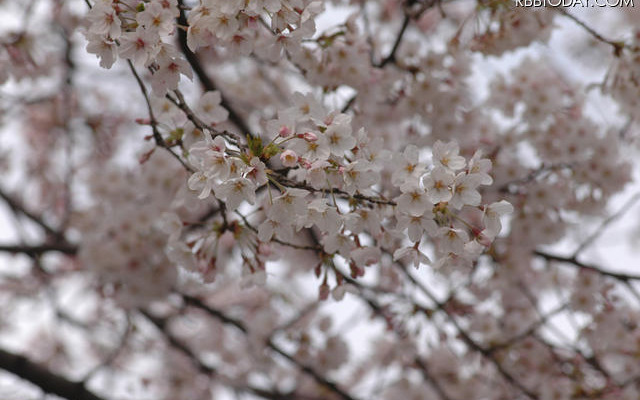 都内の桜（2010年） 都内の桜（2010年）