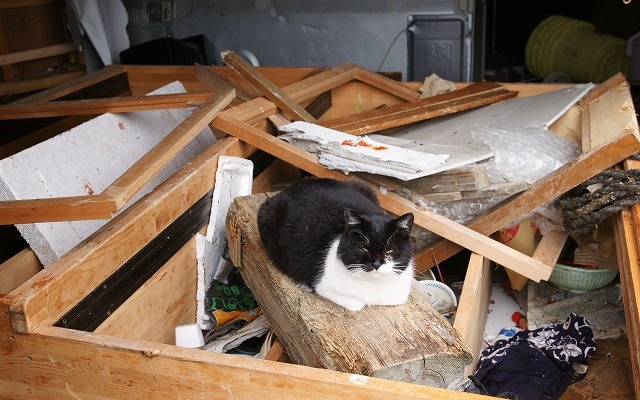 東日本大震災 離島の猫たちも無事だった
