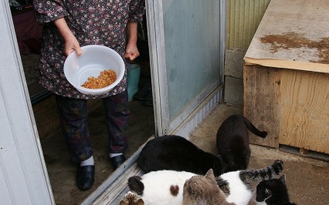 震災直後は食欲をなくしていたという田代島の猫たち。今では以前にも増して食欲旺盛だという
