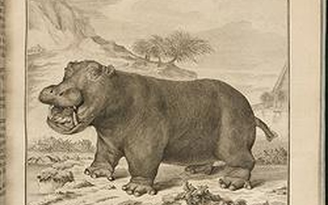 1700年代発刊のビュフォンの「The Natural History of the Hippopotamusor River horse」 1700年代発刊のビュフォンの「The Natural History of the Hippopotamusor River horse」