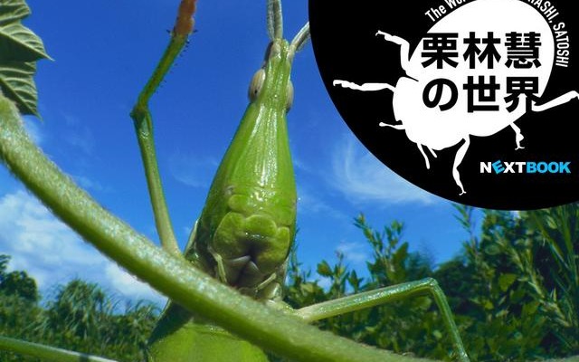 栗林慧の世界