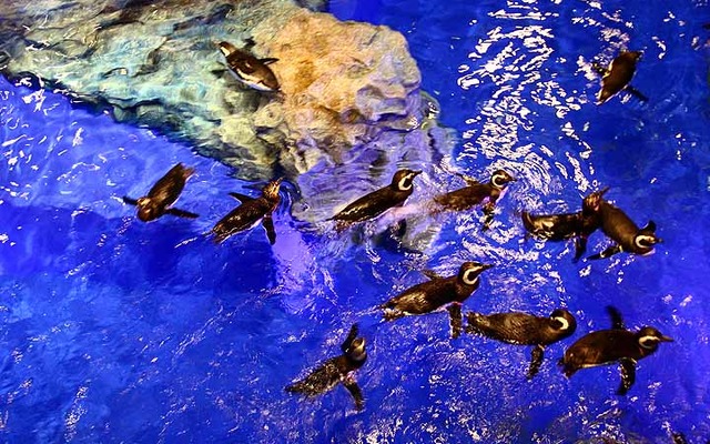 初めて公開されたすみだ水族館の館内