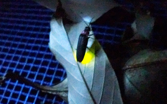 ブリヂストンの甘木工場でホタル鑑賞会を実施