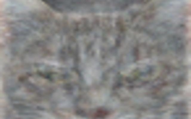 Googleが発表した猫の画像