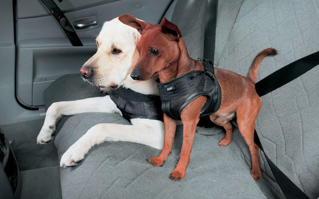 世界初、犬用シートベルトをBMWが発売