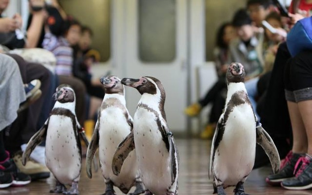 近鉄・ペンギン列車