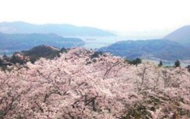 桜イメージ