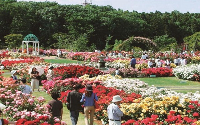 京成バラ園（イメージ）