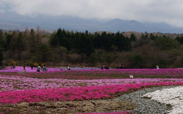 富士河口湖町で開催される富士芝桜まつりが、ゴールデンウィークに見頃を迎える（写真は4月25日に撮影）