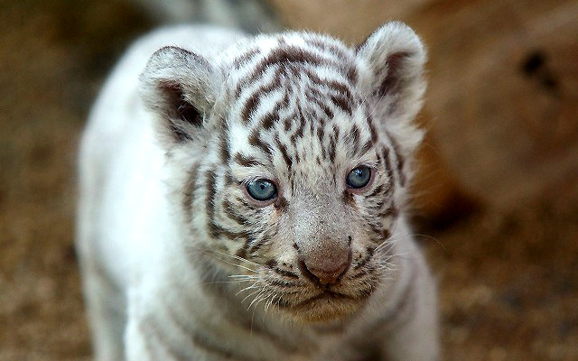 2日から一般公開が開始される東武動物公園の赤ちゃんホワイトタイガー。3月中旬に4頭が誕生した。