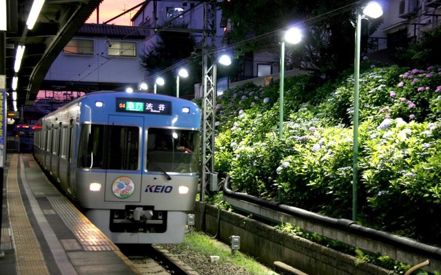 ライトアップされた東松原駅のアジサイ（2010年6月23日撮影）。