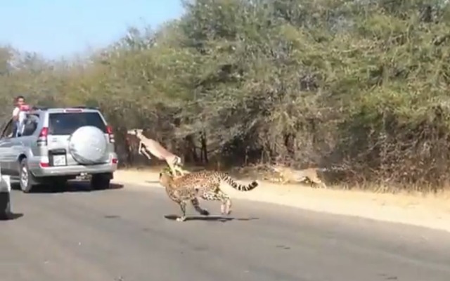 南アフリカ共和国のクルーガー国立公園で撮影されたインパラとチーターの追走劇