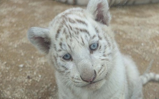 「東武動物園きっぷ」などを提示すると「ホワイトタイガー赤ちゃんオリジナルポストカード」がプレゼントされる夏休みキャンペーンも発車メロディの変更に合わせて行われる。