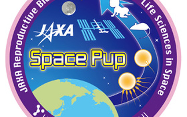 JAXA、きぼう日本実験棟で「ほ乳類の繁殖における宇宙環境の影響（スペースパップ）」の実験を開始