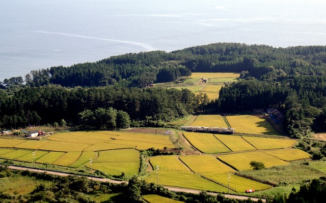 黄色く色づいた田園地帯の中を走る五能線の気動車。「秋田・津軽由遊パス」で利用できる。