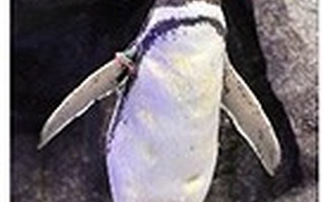 すみだ水族館のペンギン「バニラ」