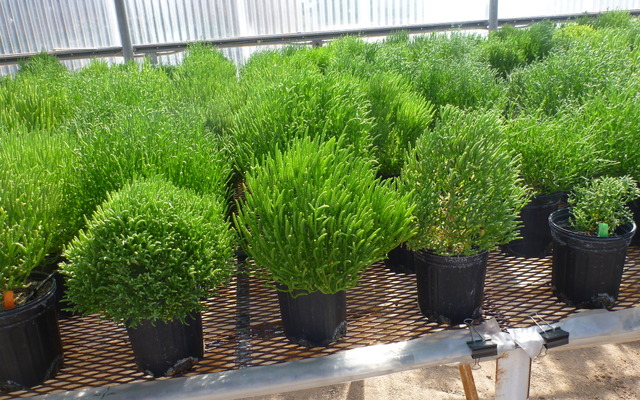 生物燃料をさらに効率的に生産する可能性を持つ塩性植物