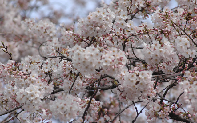 「桜の開花状況」は、日本全国1,058か所のお花見スポットに対応